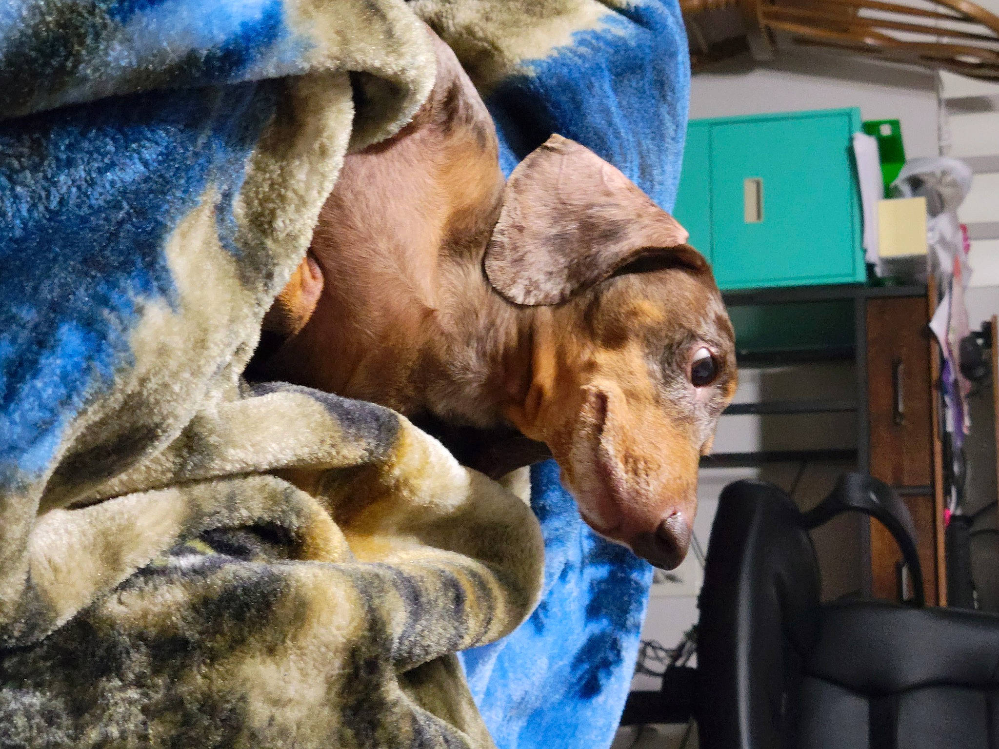 Champ is registered to the contest to win money with this photo: blue, canidae, carnivore, chair, comfort, companion_dog, dog, dog_breed, fawn, fur, guard_dog, livestock, snout, sporting_group, terrestrial_animal, whiskers, wildlife, wood, working_animal, wrinkle