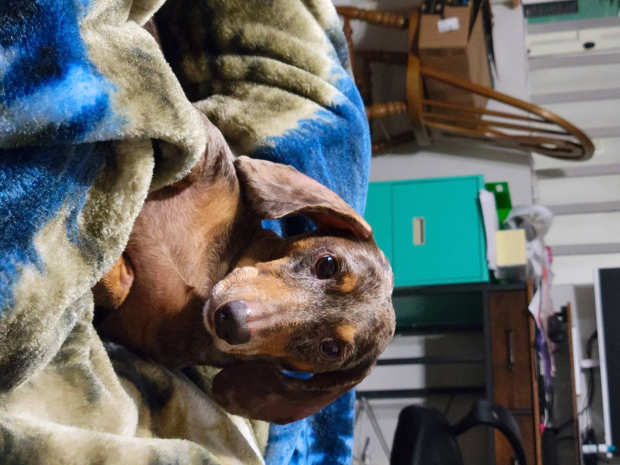 Champ joined the competition — help win amazing prizes! ancient_dog_breeds, canidae, carnivore, comfort, companion_dog, dog, dog_breed, electric_blue, engineering, fawn, fur, guard_dog, liver, non_sporting_group, sporting_group, terrestrial_animal, whiskers, wood, working_animal, working_dog