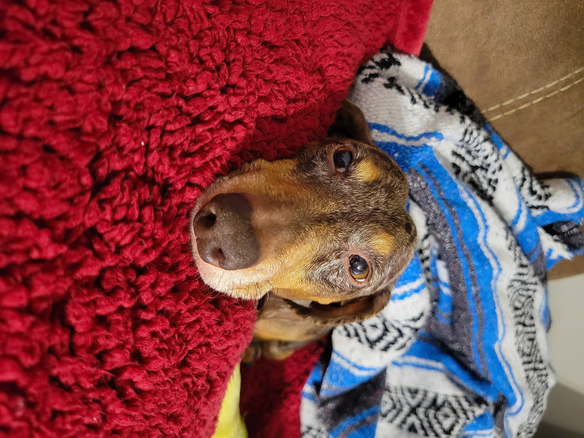 Champ is registered to the contest to win money with this photo: art, canidae, carmine, carnivore, companion_dog, dog, dog_breed, electric_blue, fawn, fur, hat, jaw, pattern, snout, sporting_group, terrestrial_animal, textile, wool, working_animal, woven_fabric