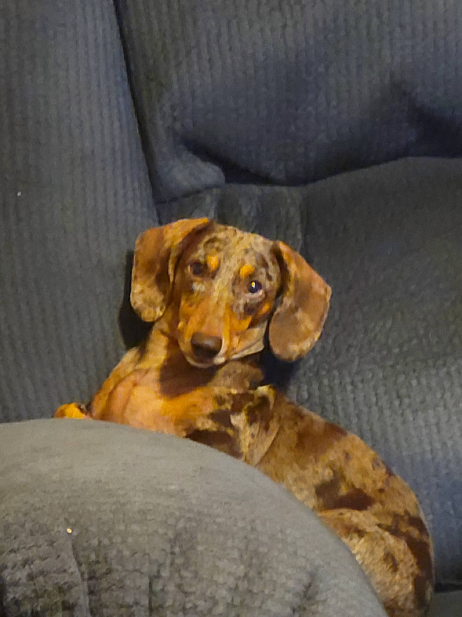 Champ is registered to the contest to win money with this photo: brown, canidae, carnivore, comfort, companion_dog, dog, dog_breed, ear, fawn, hunting_dog, liver, pet_supply, snout, sporting_group, wood, working_animal