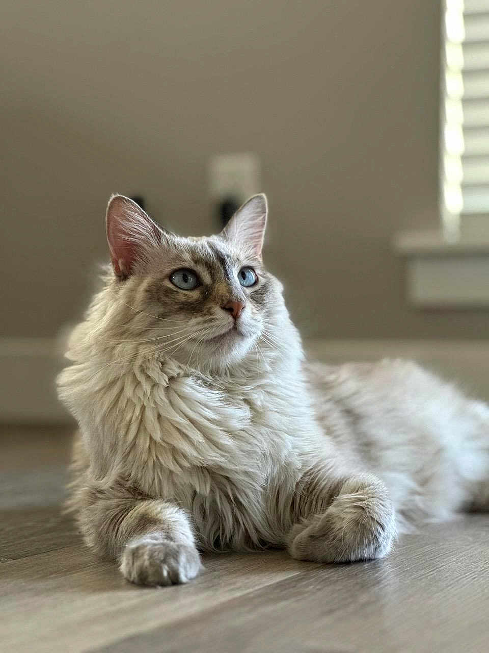 Lady joined the competition — help win amazing prizes! cat, fluffy, blue_eyes, indoor, wooden_floor, relaxed, pet, animal, fur, mammal, looking_away, whiskers, ears, closeup, laying_down, domestic_cat, feline, soft_light, calm, background_blur