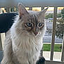 Lady is registered to the contest to win money with this photo: cat, fluffy, blue_eyes, balcony, chair, outdoor, pet, feline, fur, animal, domestic_cat, sitting, portrait, nature, daylight, calm, whiskers, tail, suburban, sunset