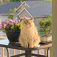 Lady is registered to the contest to win money with this photo: cat, fluffy_cat, flower_pot, pink_flowers, yellow_flowers, balcony, table, outdoor, suburban, house, roof, tree, greenery, plant, potted_plant, daylight, pet, feline, nature, calm