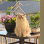 cat, fluffy_cat, flower_pot, pink_flowers, yellow_flowers, balcony, table, outdoor, suburban, house, roof, tree, greenery, plant, potted_plant, daylight, pet, feline, nature, calm