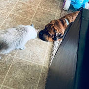 Lady is registered to the contest to win money with this photo: animal, brown_dog, cabinet, carpet, cat, curious, dog, domestic, floor, flooring, furniture, household, indoor, interaction, pet, quiet, resting, tile, toy_vehicle, white_cat