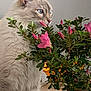 Lady joined the competition — help win amazing prizes! cat, flower, plant, potted_plant, indoor, curious, blue_eyes, fluffy, feline, pet, green_leaves, pink_flower, table, close_up, domestic_animal, whiskers, side_view, houseplant, nature, animal