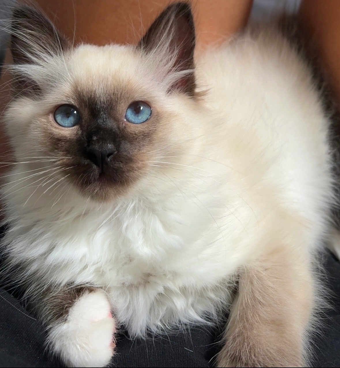 Aura a rejoint le concours — aidez-le/la à gagner de superbes lots ! cat, kitten, blue_eyes, fluffy, fur, pet, animal, close_up, portrait, cute, whiskers, paw, relaxed, indoor, domestic_cat, feline, soft, young, adorable, mammal