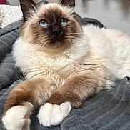 Aura participe au concours pour gagner de l'argent avec cette photo : animal, bedroom, blanket, blue_eyes, brown_face, cat, close_up, cozy, curious, domestic_cat, feline, fluffy_fur, indoor, laying_down, pet, portrait, relaxed, soft_texture, whiskers, white_paws