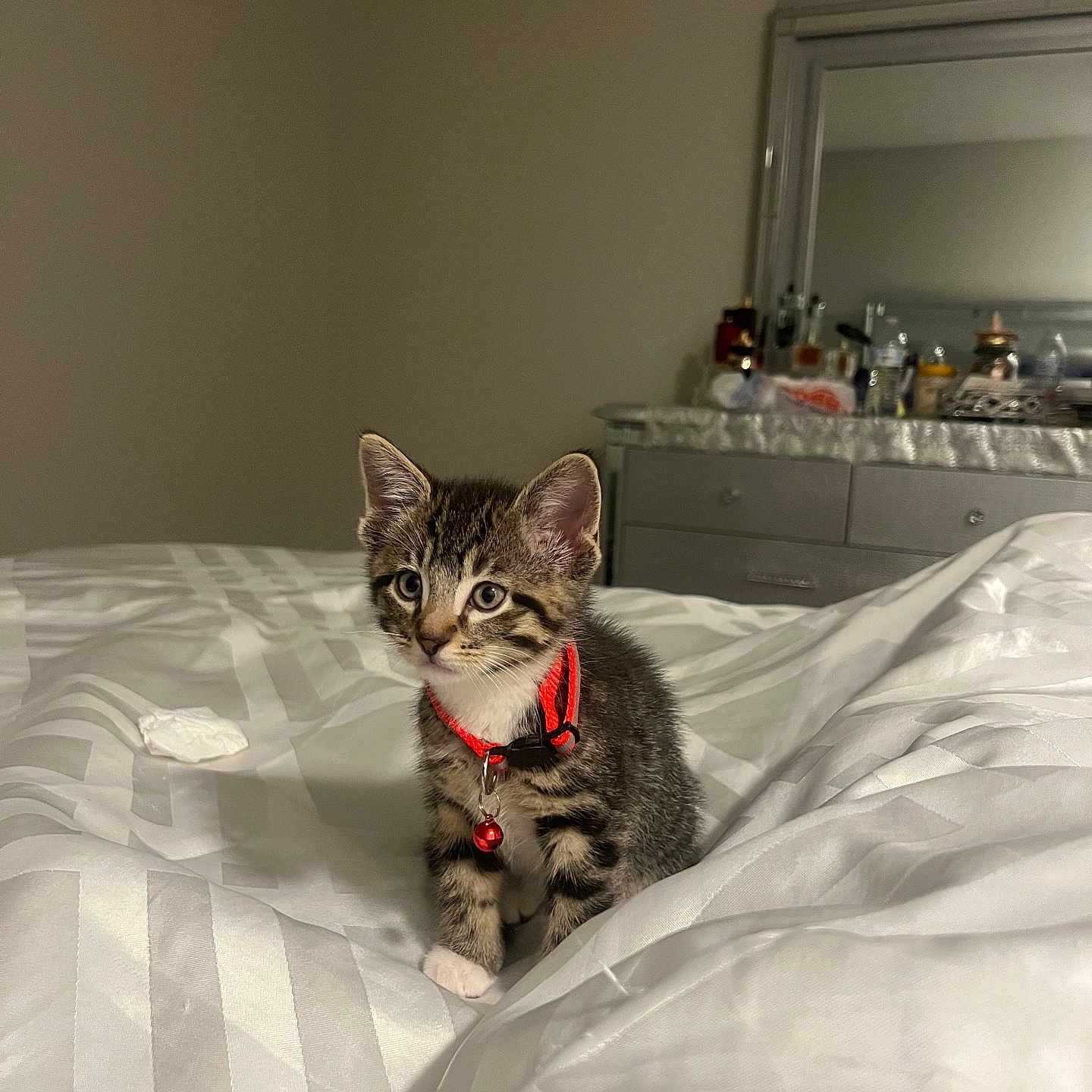 Milo is registered to the contest to win money with this photo: animal, bed, bedspread, bell, cute, domestic_cat, dresser, feline, furniture, indoor, kitten, mirror, pet, red_collar, resting, small, striped, tabby_cat, white, young_cat
