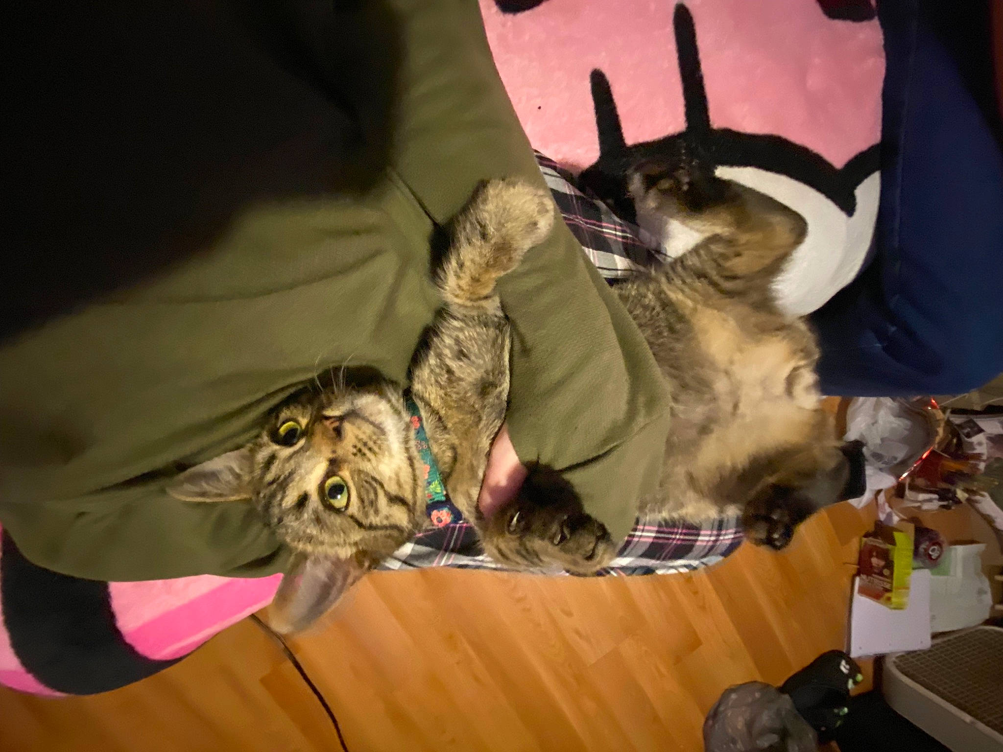 Teddy joined the competition — help win amazing prizes! bat, bengal_tiger, big_cats, canidae, carnivore, comfort, costume, dog_breed, fawn, felidae, fun, fur, personal_protective_equipment, room, small_to_medium_sized_cats, sporting_group, tail, tiger, visual_arts, whiskers