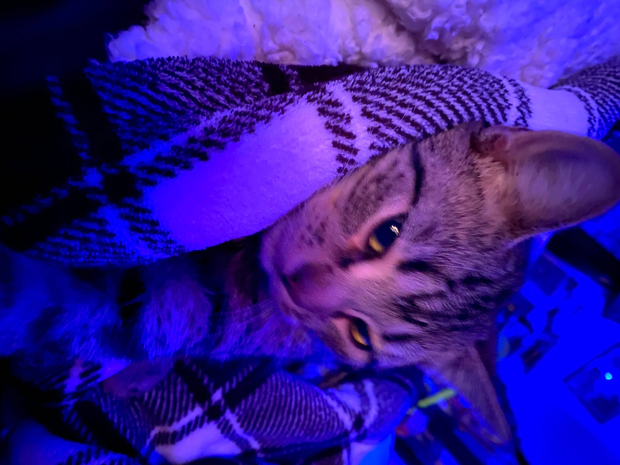 Teddy is registered to the contest to win money with this photo: carnivore, cat, costume_hat, darkness, domestic_short_haired_cat, electric_blue, fashion_accessory, feather, felidae, fur, hat, magenta, night, organism, pattern, purple, small_to_medium_sized_cats, tail, violet, whiskers