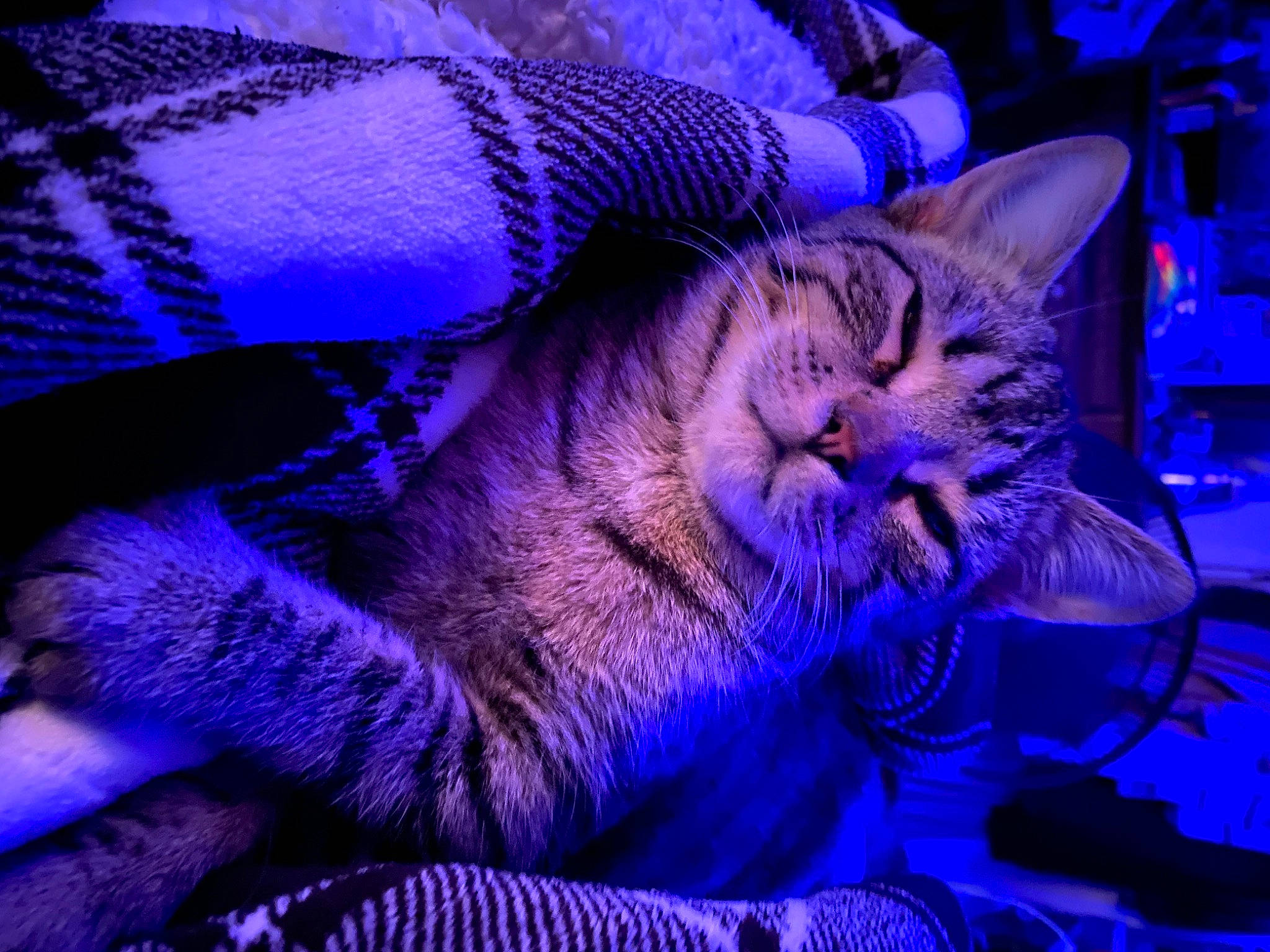 Teddy is registered to the contest to win money with this photo: carnivore, cat, claw, comfort, darkness, domestic_short_haired_cat, electric_blue, event, fang, felidae, fur, magenta, pattern, paw, purple, small_to_medium_sized_cats, snout, violet, whiskers, wildlife