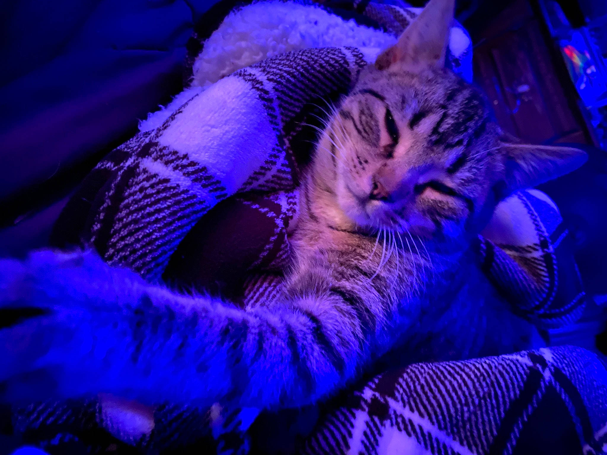 Teddy is registered to the contest to win money with this photo: carnivore, cat, cat_supply, claw, comfort, darkness, domestic_short_haired_cat, electric_blue, event, felidae, fur, magenta, paw, purple, small_to_medium_sized_cats, snout, tail, violet, whiskers, wildlife