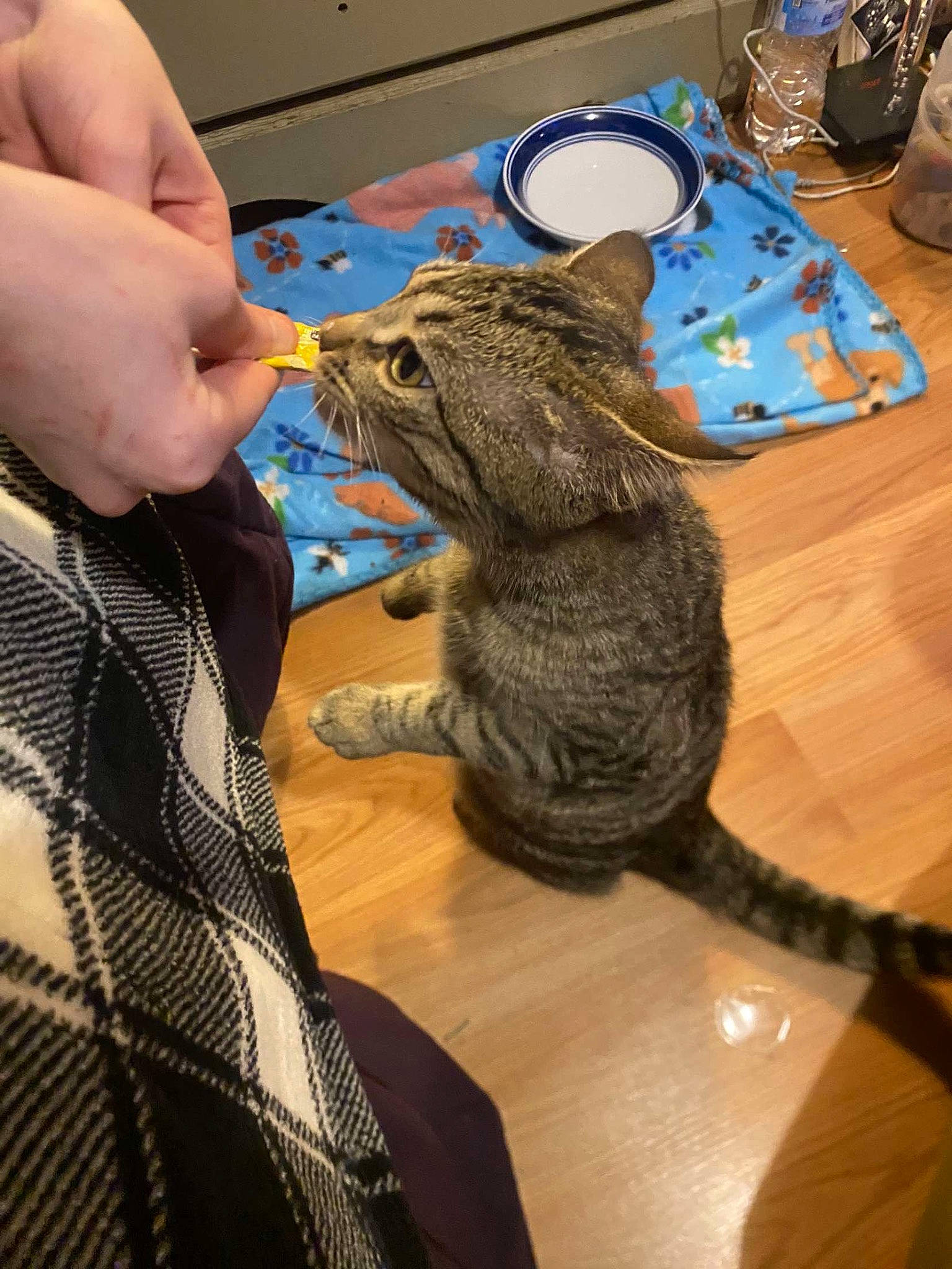 Teddy joined the competition — help win amazing prizes! alligator, art, claw, crocodilia, dinosaur, felidae, flooring, fur, hardwood, iguania, reptile, safety_glove, scaled_reptile, small_to_medium_sized_cats, table, tail, terrestrial_animal, toy, whiskers, wood