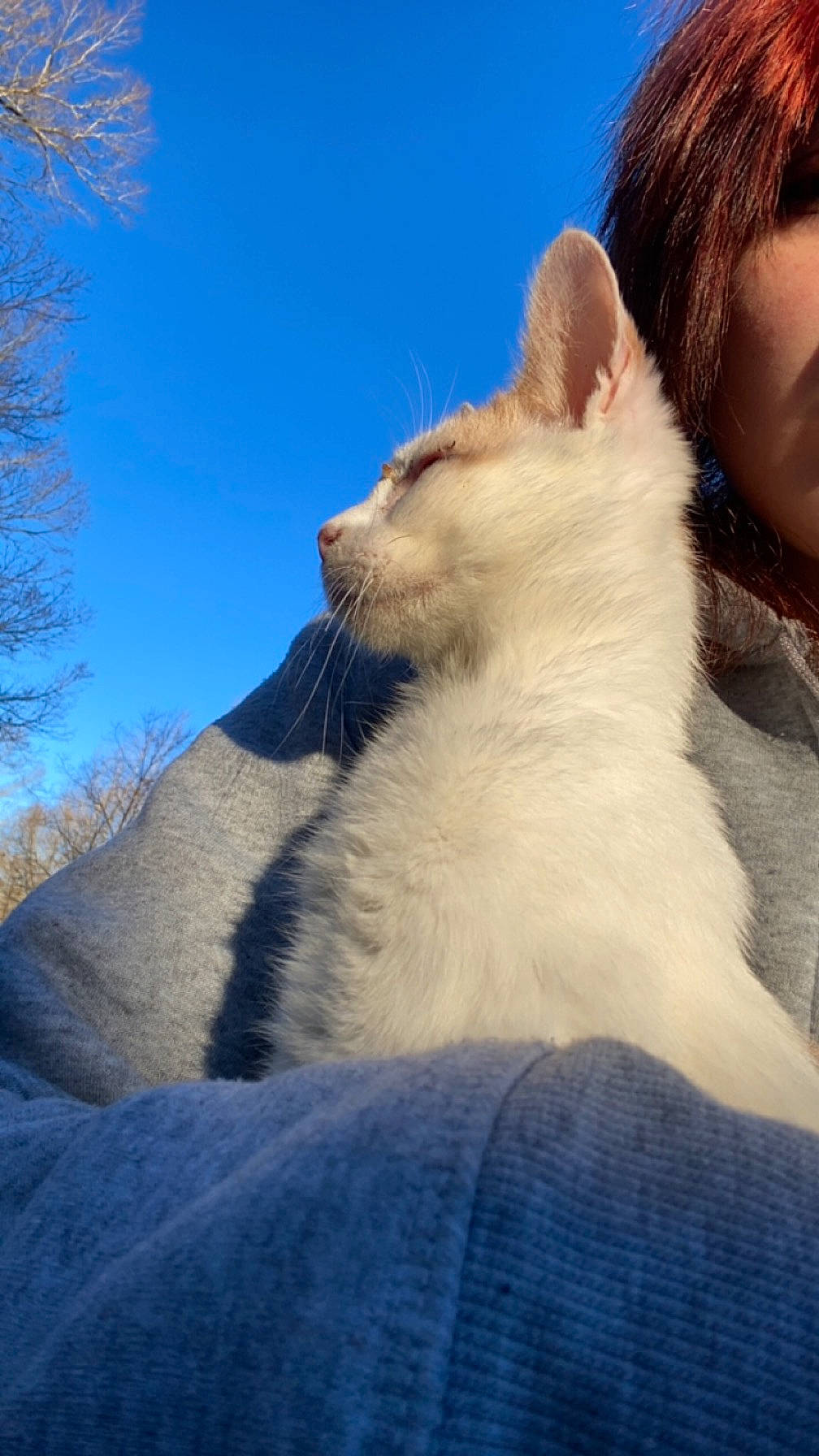 Applejack joined the competition — help win amazing prizes! blue, canidae, carnivore, cat, companion_dog, dog, dog_breed, fawn, felidae, fur, gesture, happy, jaw, paw, sky, small_to_medium_sized_cats, snout, tail, tree, whiskers