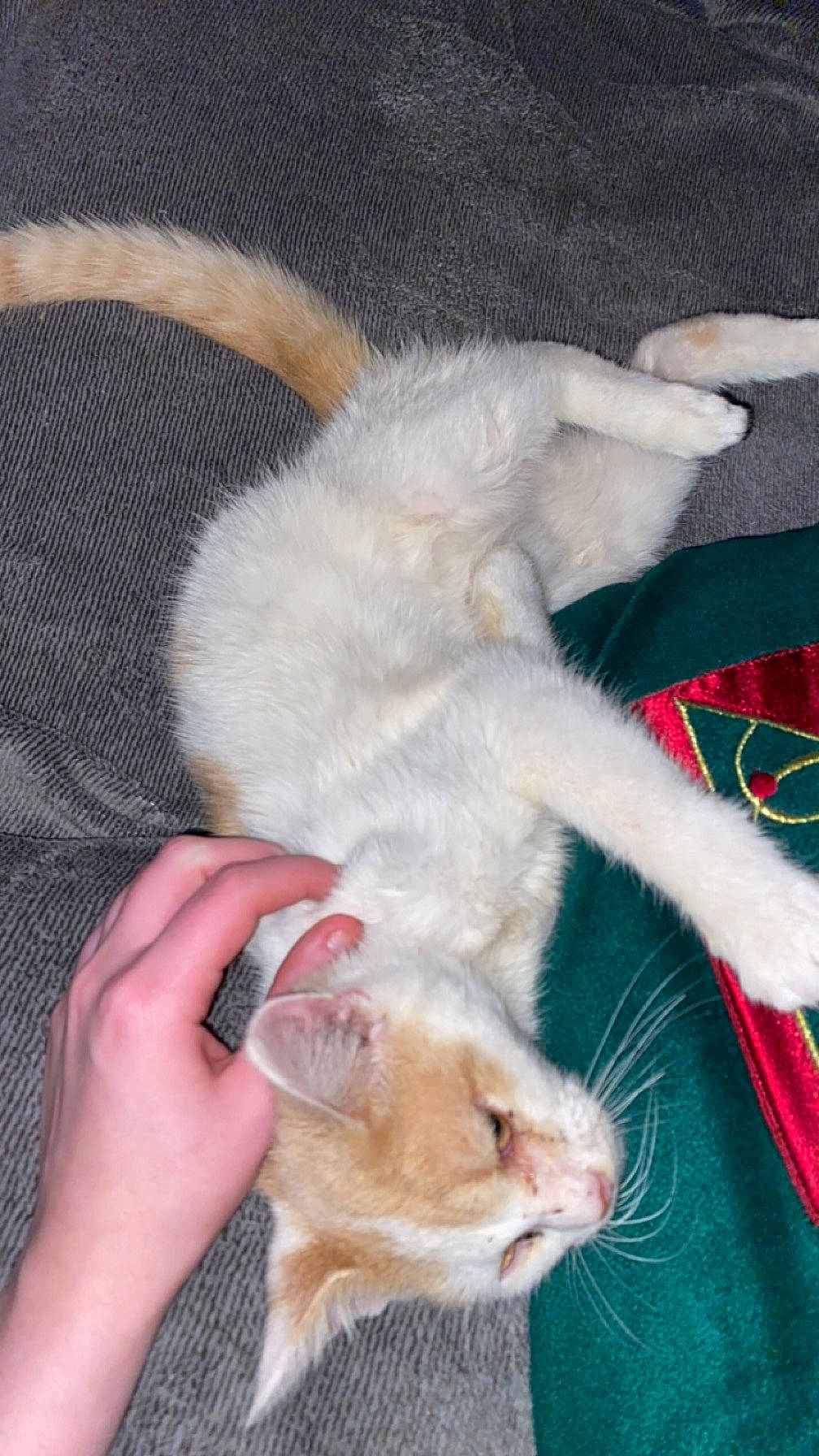 Applejack joined the competition — help win amazing prizes! carnivore, cat, claw, comfort, domestic_short_haired_cat, ear, fawn, felidae, foot, fur, gesture, nail, paw, small_to_medium_sized_cats, snout, tail, whiskers