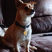 Benji is registered to the contest to win money with this photo: dog, pet, animal, sitting, collar, tag, fur, brown_couch, indoor, furniture, alert, small_dog, side_view, domestic_animal, cute, companion, relaxing, household, canine, portrait