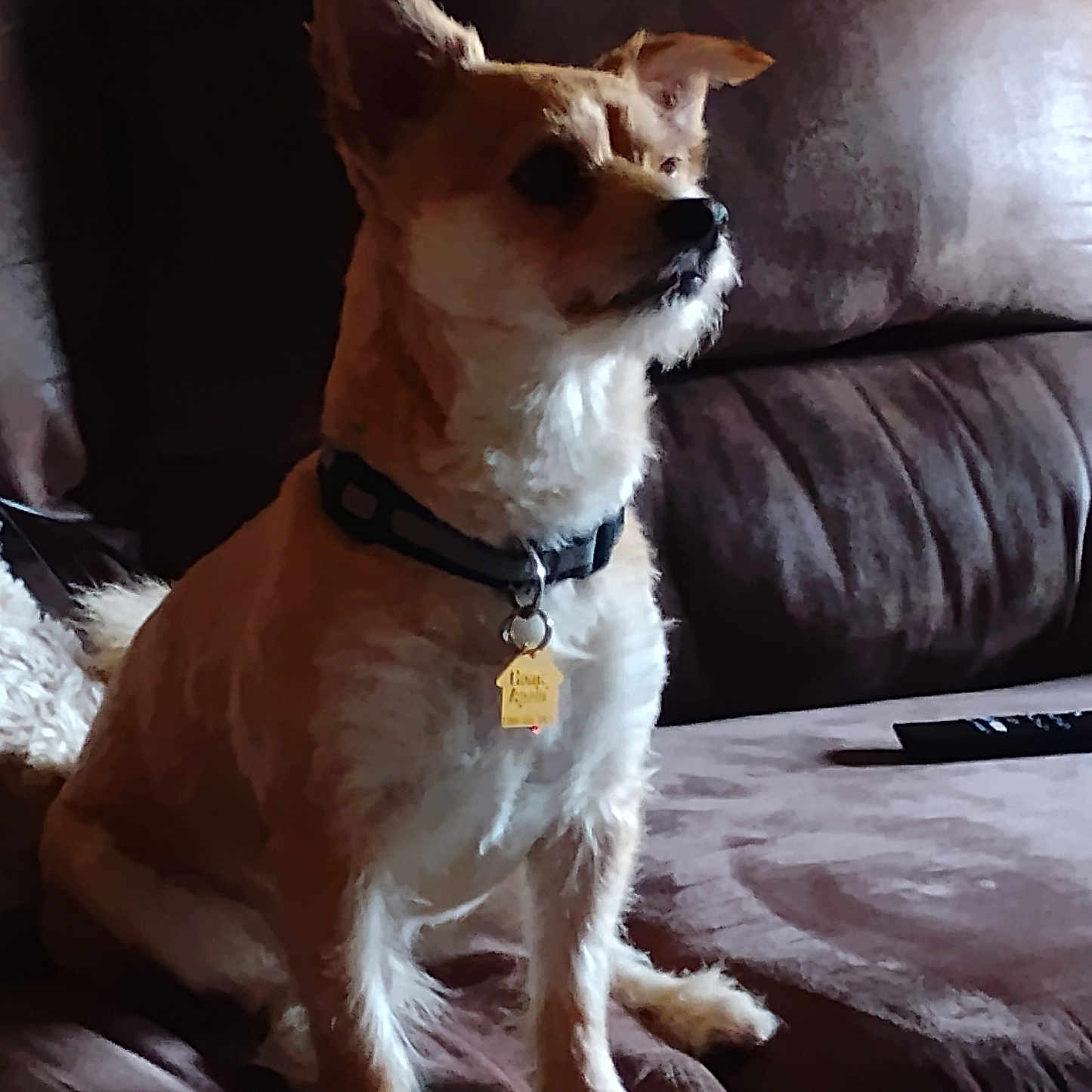 Benji is registered to the contest to win money with this photo: alert, animal, brown_couch, canine, collar, companion, cute, dog, domestic_animal, fur, furniture, household, indoor, pet, portrait, relaxing, side_view, sitting, small_dog, tag