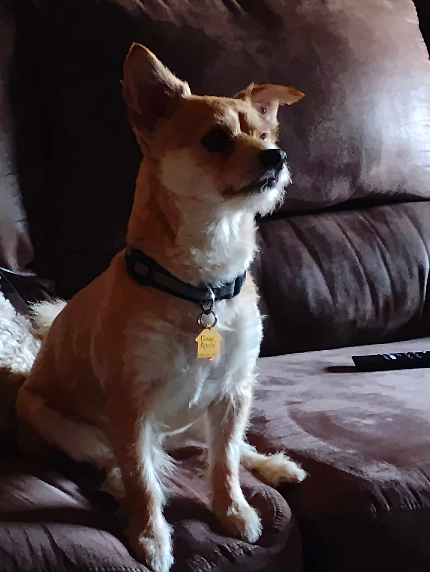 Benji is registered to the contest to win money with this photo: dog, pet, animal, sitting, collar, tag, fur, brown_couch, indoor, furniture, alert, small_dog, side_view, domestic_animal, cute, companion, relaxing, household, canine, portrait