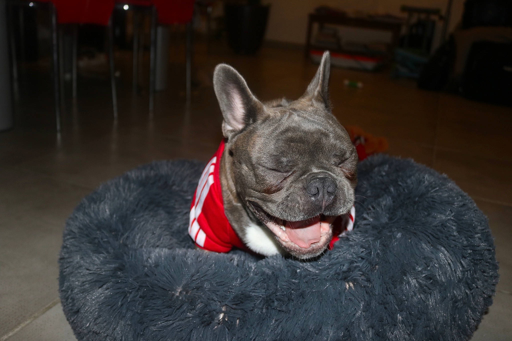 Royce participe au concours pour gagner de l'argent avec cette photo : canidae, carnivore, collar, companion_dog, dog, dog_breed, dog_supply, floor, flooring, fur, grey, pet_supply, snout, sporting_group, terrestrial_animal, tongue, toy_dog, whiskers, working_animal, wrinkle