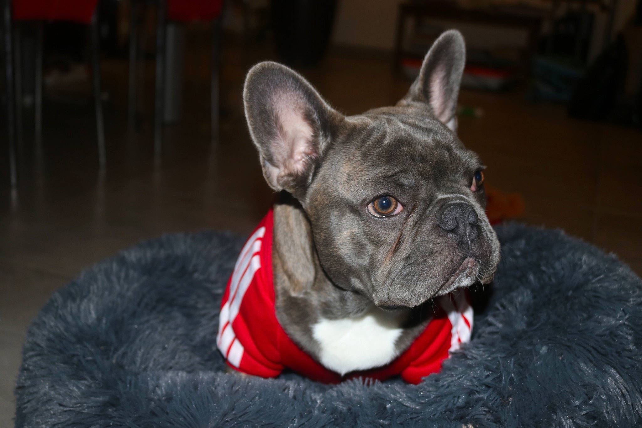 Royce participe au concours pour gagner de l'argent avec cette photo : bulldog, canidae, carnivore, collar, companion_dog, dog, dog_breed, dog_collar, dog_supply, french_bulldog, fur, leash, non_sporting_group, organ, pet_supply, snout, toy_dog, whiskers, working_animal