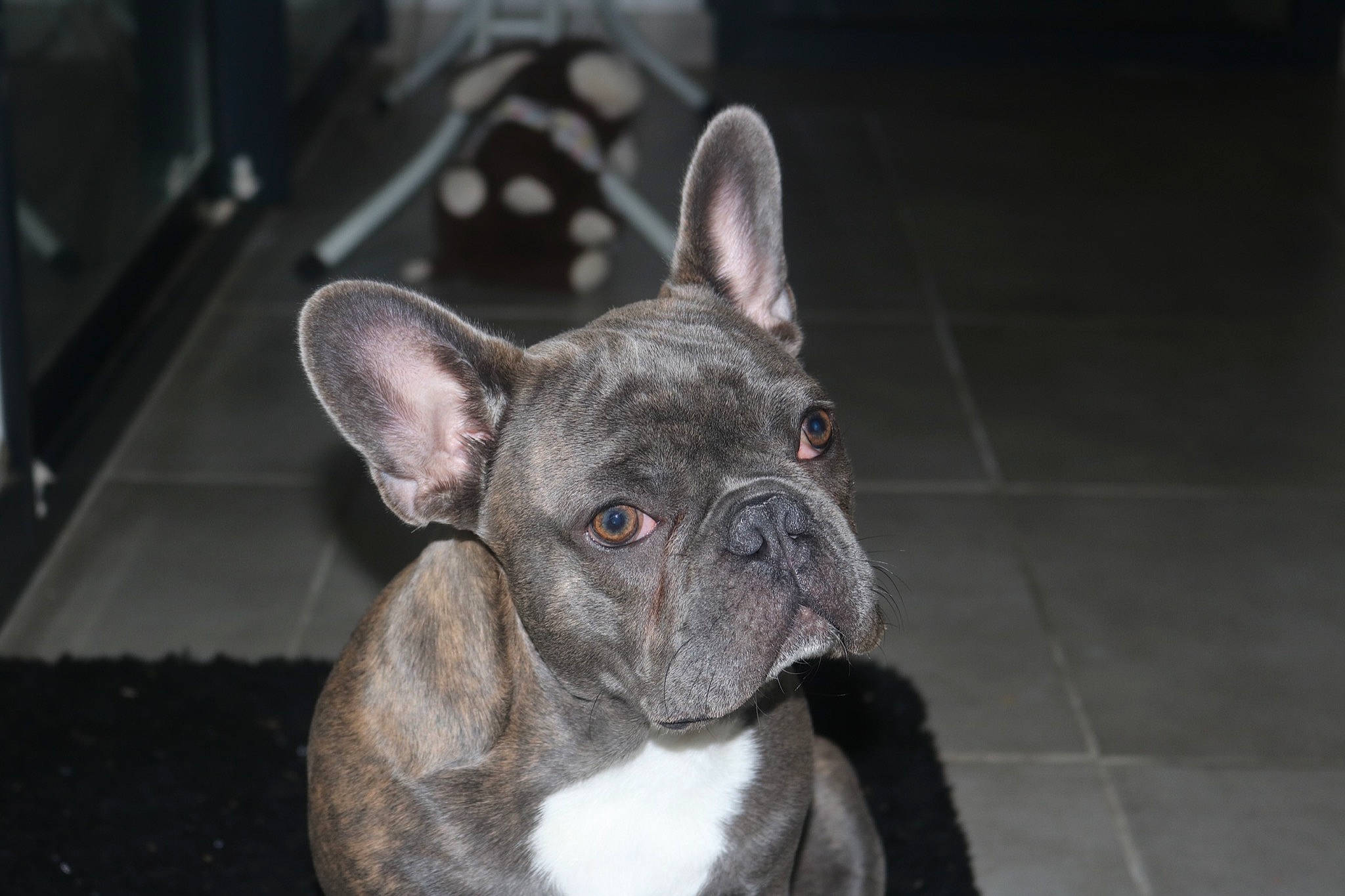 Royce participe au concours pour gagner de l'argent avec cette photo : bulldog, canidae, carnivore, collar, dog, dog_breed, fawn, french_bulldog, grey, jaw, mammal, neck, non_sporting_group, organ, snout, toy_dog, vertebrate, whiskers, working_animal