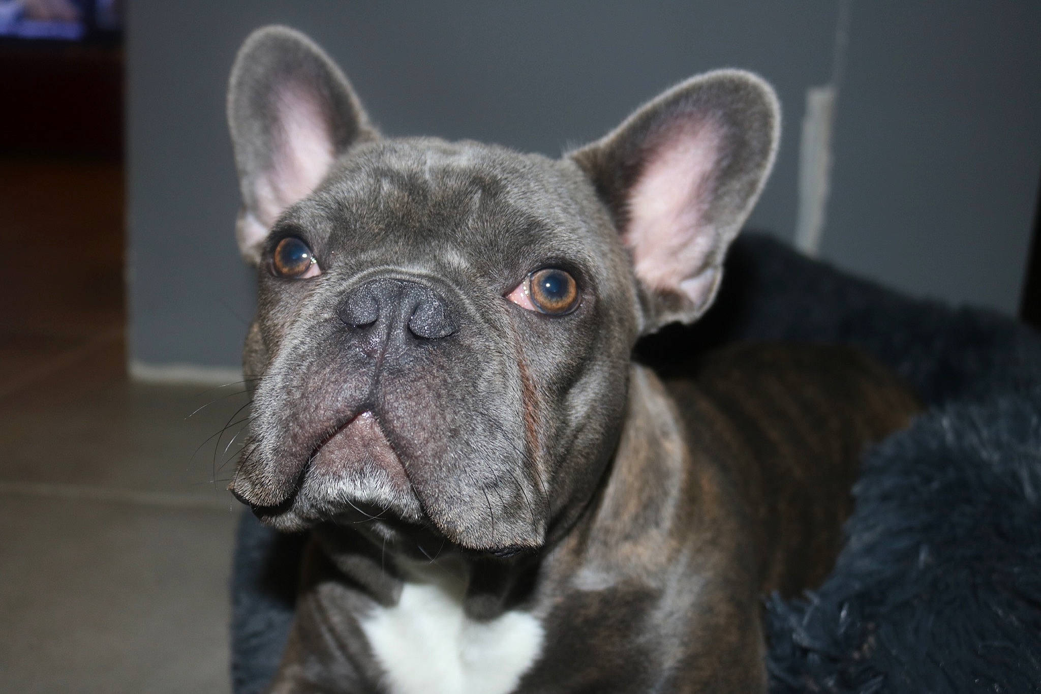 Royce participe au concours pour gagner de l'argent avec cette photo : bulldog, canidae, carnivore, collar, dog, dog_breed, fawn, french_bulldog, fur, grey, jaw, mammal, neck, non_sporting_group, organ, skin, snout, vertebrate, whiskers, working_animal