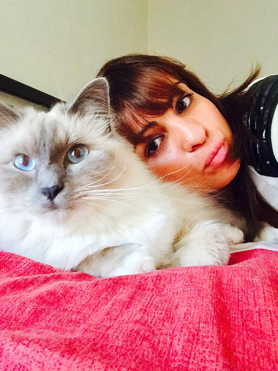 Haribo a rejoint le concours — aidez-le/la à gagner de superbes lots ! brown_hair, carnivore, cat, comfort, companion_dog, ear, eye, eyebrow, eyelash, fawn, felidae, flash_photography, fur, happy, head, iris, lipstick, nose, small_to_medium_sized_cats, whiskers