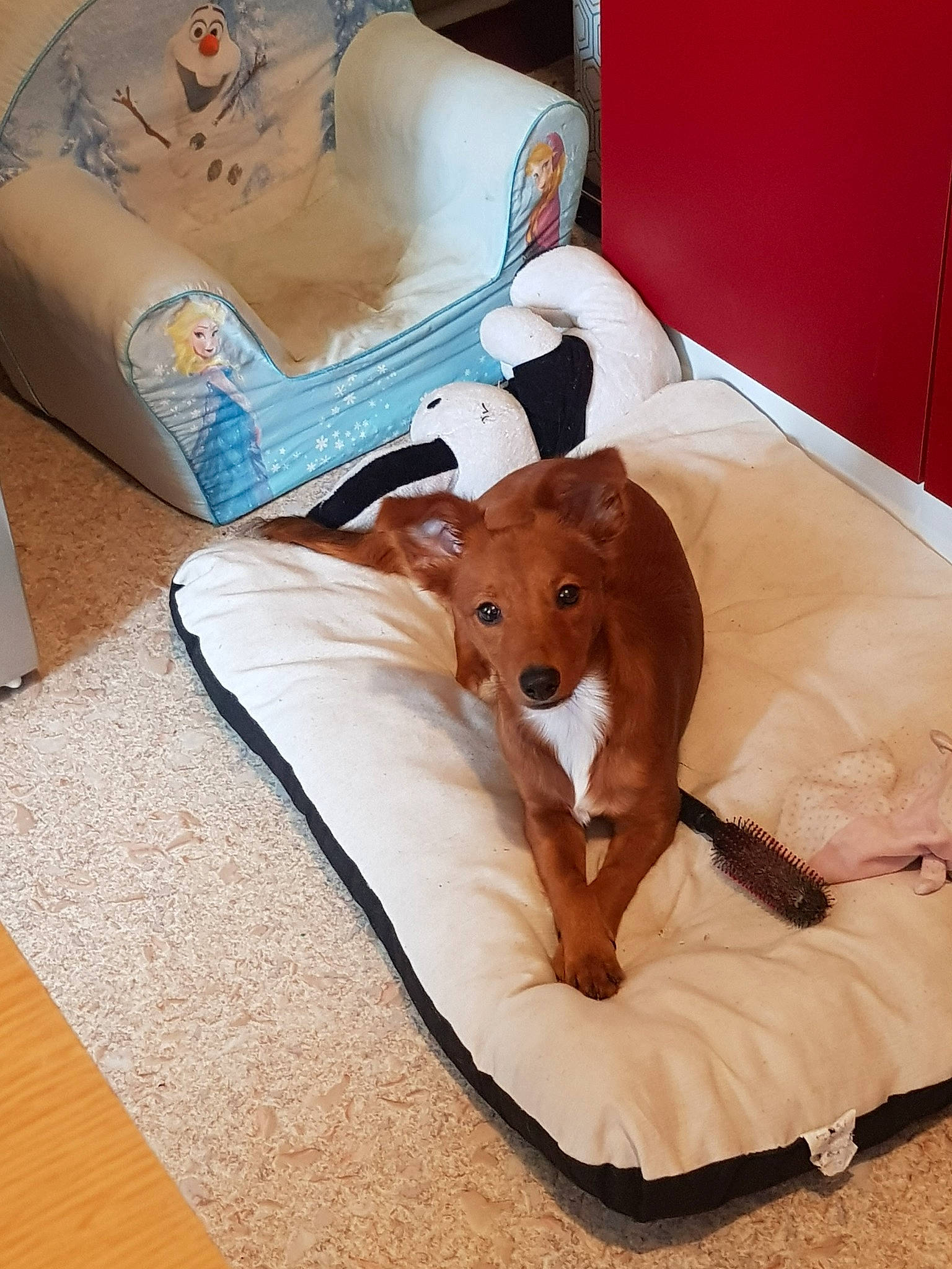 Princesse a rejoint le concours — aidez-le/la à gagner de superbes lots ! bed, bed_sheet, bedding, canidae, carnivore, comfort, companion_dog, dog, dog_breed, dog_supply, fawn, flooring, hardwood, linens, pet_supply, sporting_group, tail, toy_dog, wood, working_animal