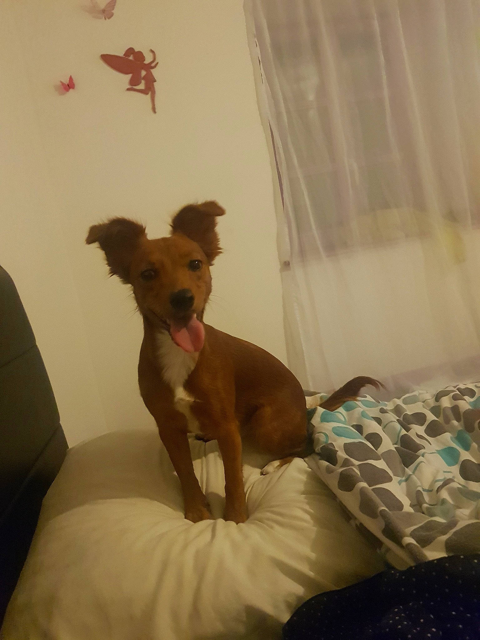 Princesse participe au concours pour gagner de l'argent avec cette photo : carnivore, chihuahua, comfort, companion_dog, curtain, dog, dog_breed, dog_supply, fawn, linens, room, sighthound, snout, sporting_group, tail, terrestrial_animal, toy_dog, whiskers, wood, working_animal