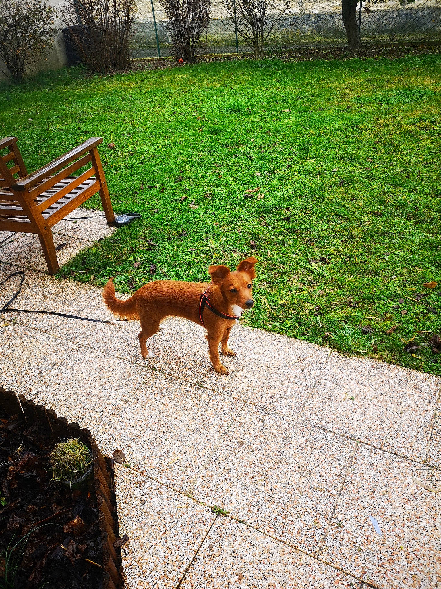 Princesse a rejoint le concours — aidez-le/la à gagner de superbes lots ! asphalt, canidae, carnivore, companion_dog, dog, dog_breed, fawn, felidae, flooring, grass, groundcover, lawn, outdoor_furniture, plant, road_surface, sidewalk, small_to_medium_sized_cats, tail, tree, wood