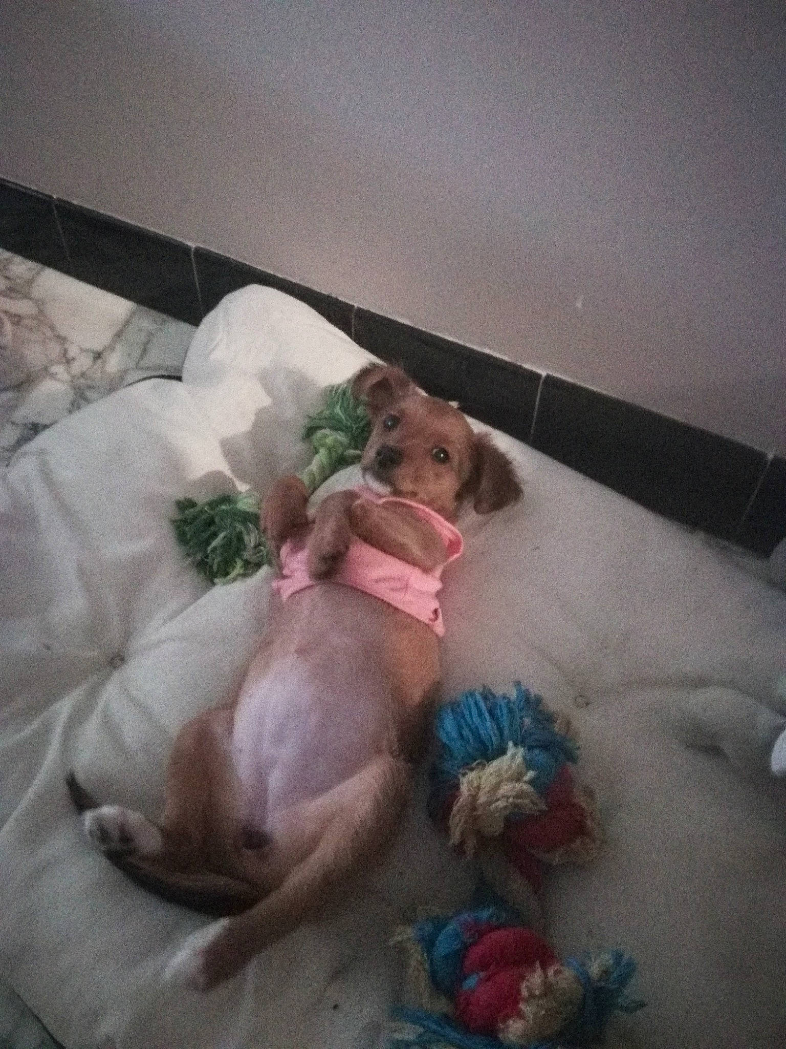 Princesse participe au concours pour gagner de l'argent avec cette photo : canidae, child, cloud, comfort, companion_dog, fawn, flesh, foot, fur, linens, nap, room, sleep, sporting_group, stuffed_toy, tail, teddy_bear, toy, visual_arts