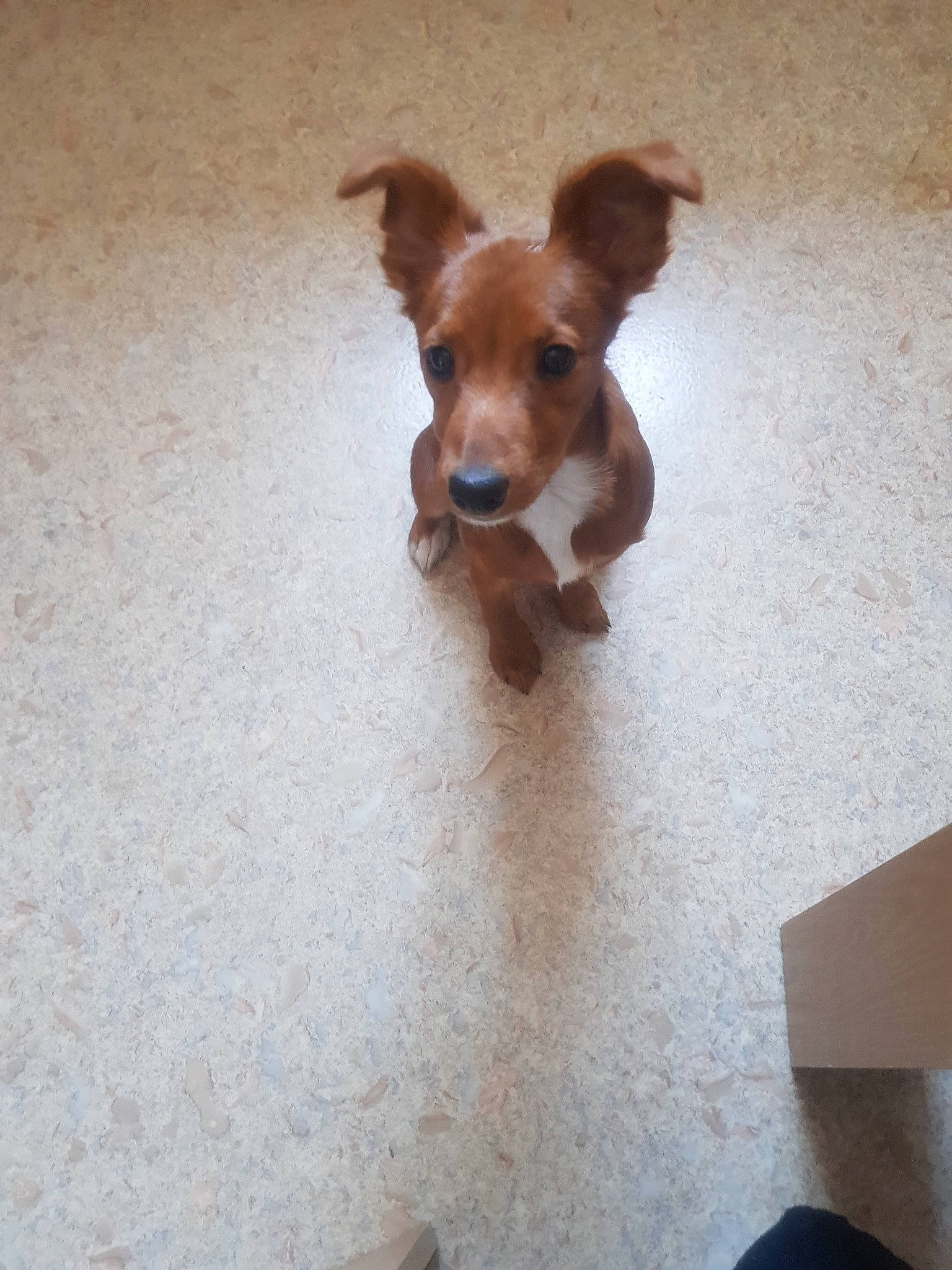 Princesse participe au concours pour gagner de l'argent avec cette photo : carnivore, chihuahua, companion_dog, dog, dog_breed, dog_toy, fawn, floor, flooring, fur, hardwood, liver, paw, tail, tennis_ball, toy_dog, welsh_corgi, whiskers, wood, working_animal