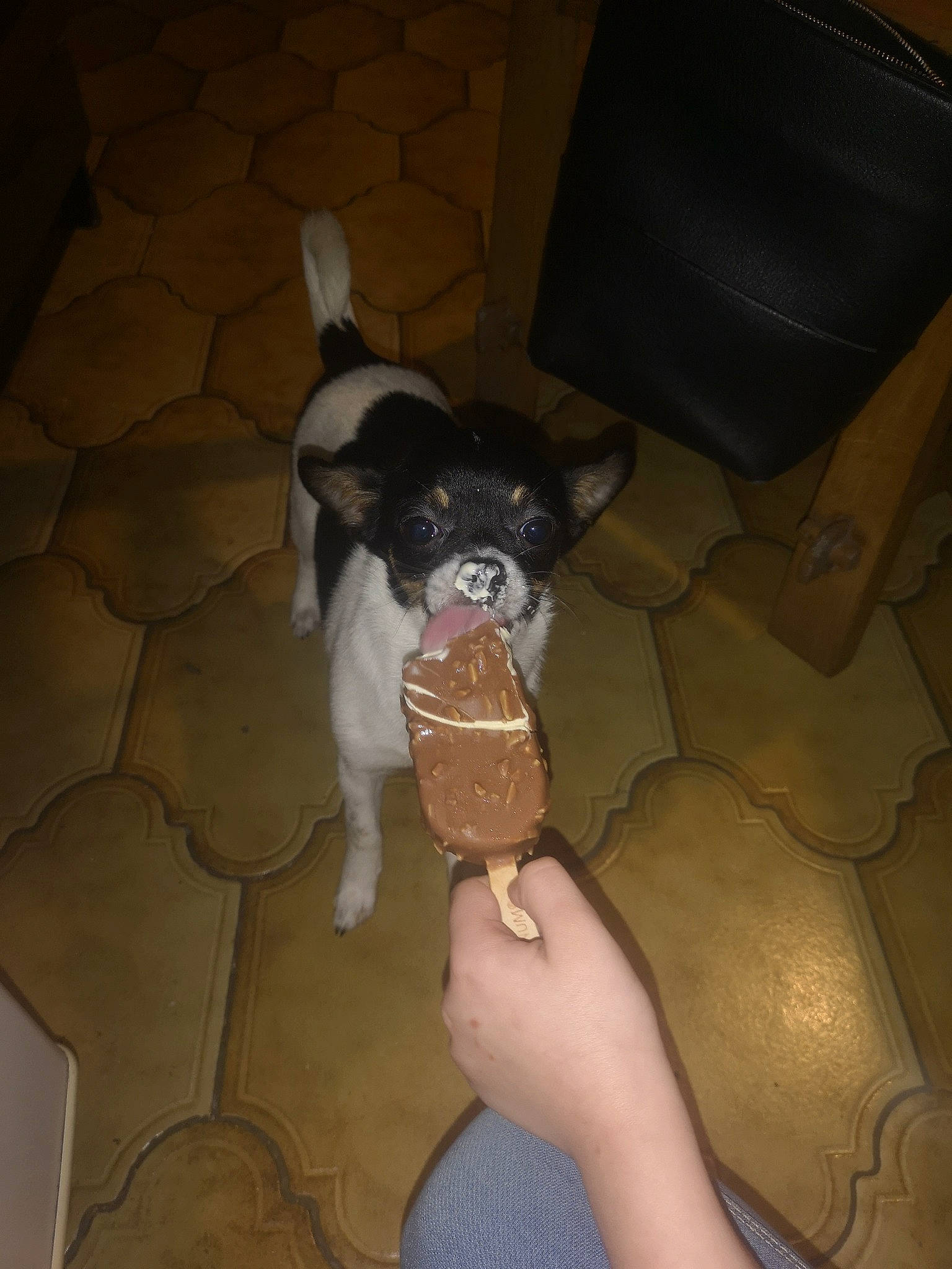 Zelda a rejoint le concours — aidez-le/la à gagner de superbes lots ! carnivore, chair, comfort, companion_dog, couch, dog, dog_breed, ear, fawn, felidae, floor, flooring, hat, paw, personal_protective_equipment, snout, tail, thigh, toy_dog, working_animal