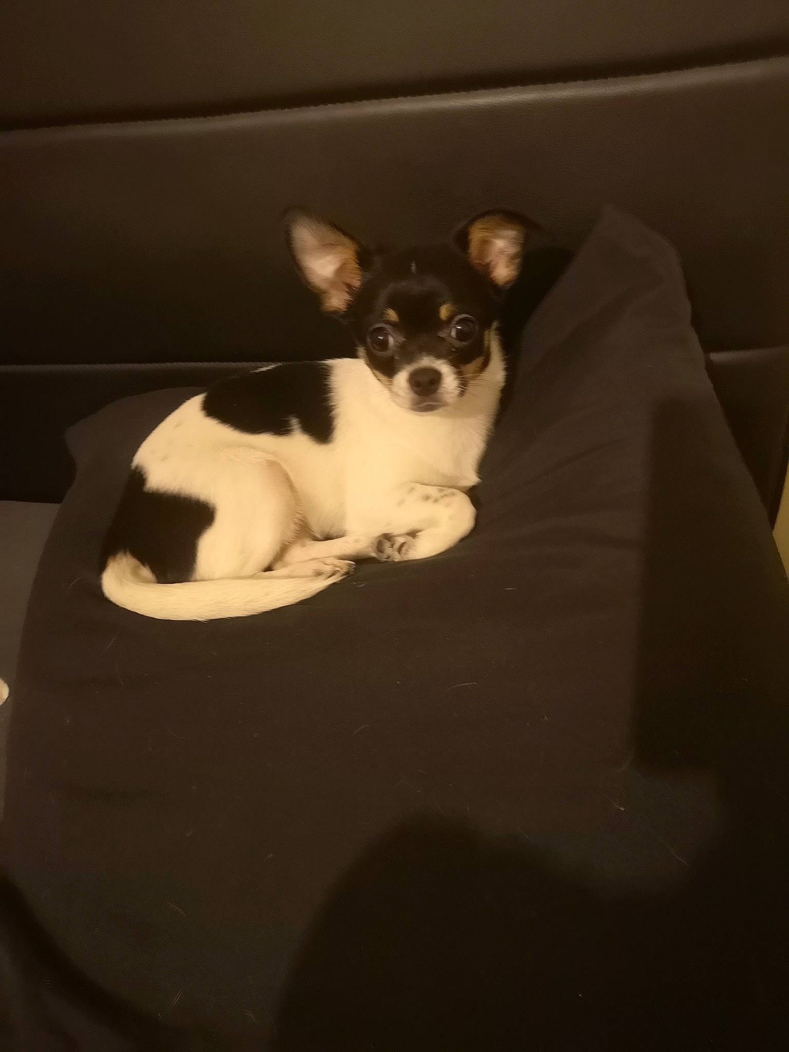 Zelda participe au concours pour gagner de l'argent avec cette photo : boston_terrier, canidae, carnivore, chihuahua, comfort, companion_dog, darkness, dog, dog_breed, ear, fawn, felidae, paw, russkiy_toy, snout, sporting_group, tail, toy_dog, whiskers, working_animal