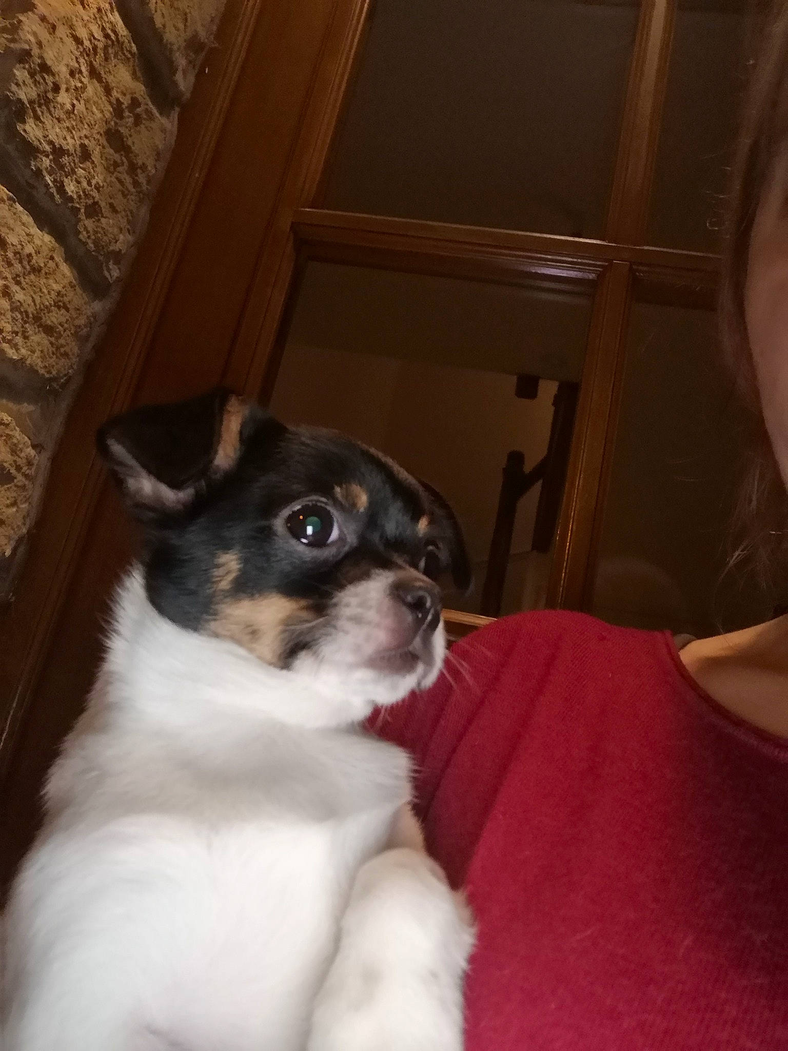 Zelda a rejoint le concours — aidez-le/la à gagner de superbes lots ! bored, boston_terrier, canidae, carnivore, comfort, companion_dog, dog, dog_breed, fawn, fur, hardwood, non_sporting_group, puppy, snout, sporting_group, toy_dog, whiskers, wood, working_animal