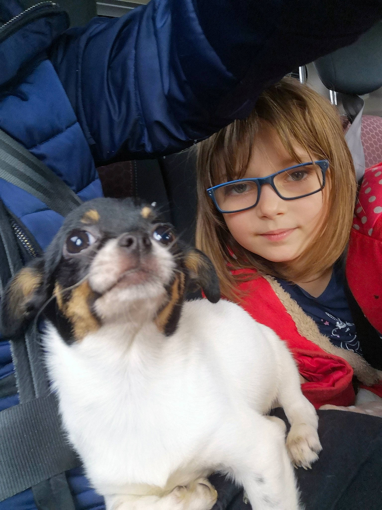 Zelda a rejoint le concours — aidez-le/la à gagner de superbes lots ! canidae, carnivore, chair, companion_dog, dog, dog_breed, event, eyewear, fawn, fur, glasses, lap, puppy_love, sitting, skin, snout, sporting_group, toy_dog, vision_care, whiskers