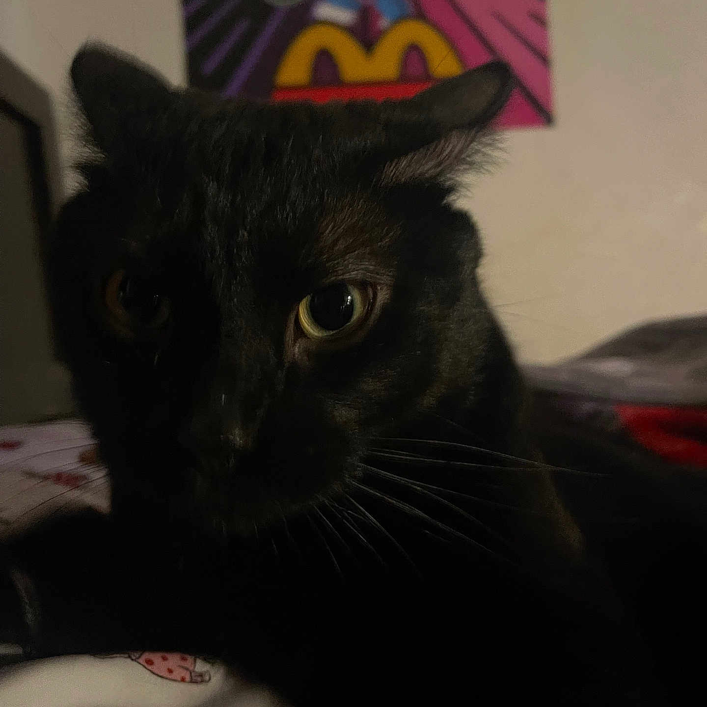 Luffy joined the competition — help win amazing prizes! abyssinian, animal, art, bed, bedroom, blackcat, blanket, cat, furniture, indoors, kitten, manx, painting, pet, room