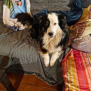 Régliss a rejoint le concours — aidez-le/la à gagner de superbes lots ! dog, couch, blanket, throw, tile_floor, fur, pet, indoor, cozy, tricolor, animal, canine, sitting, looking_at_camera, furniture, comfort, domestic, relaxed, home, table