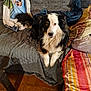 dog, couch, blanket, throw, tile_floor, fur, pet, indoor, cozy, tricolor, animal, canine, sitting, looking_at_camera, furniture, comfort, domestic, relaxed, home, table