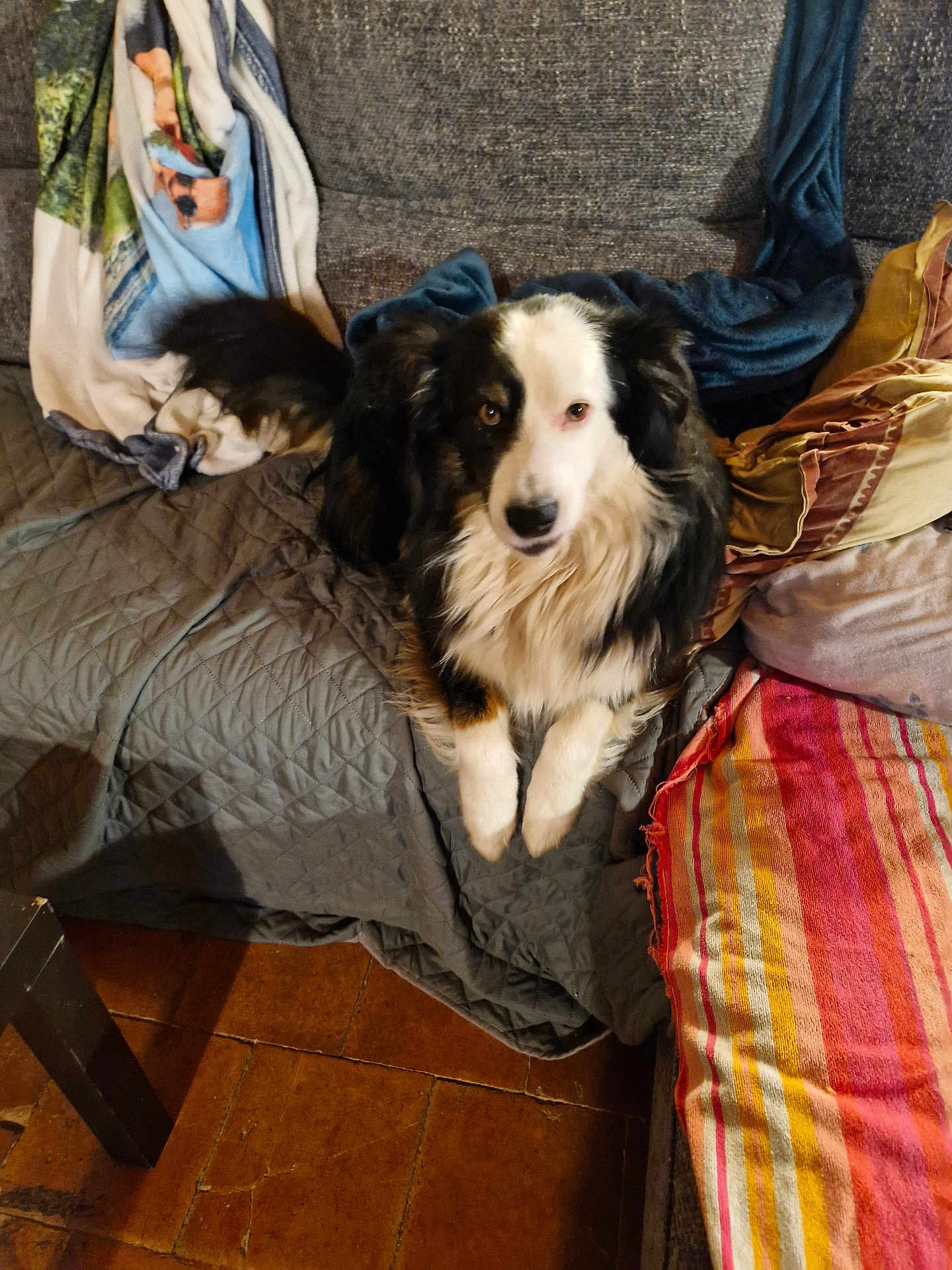 Régliss a rejoint le concours — aidez-le/la à gagner de superbes lots ! dog, couch, blanket, throw, tile_floor, fur, pet, indoor, cozy, tricolor, animal, canine, sitting, looking_at_camera, furniture, comfort, domestic, relaxed, home, table