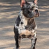 dog, french_bulldog, canine, pet, animal, standing, outdoor, pavement, portrait, close_up, speckled_coat, black_and_white, wrinkled_face, large_ears, brown_eyes, short_muzzle, front_view, daylight, alert, domestic_animal