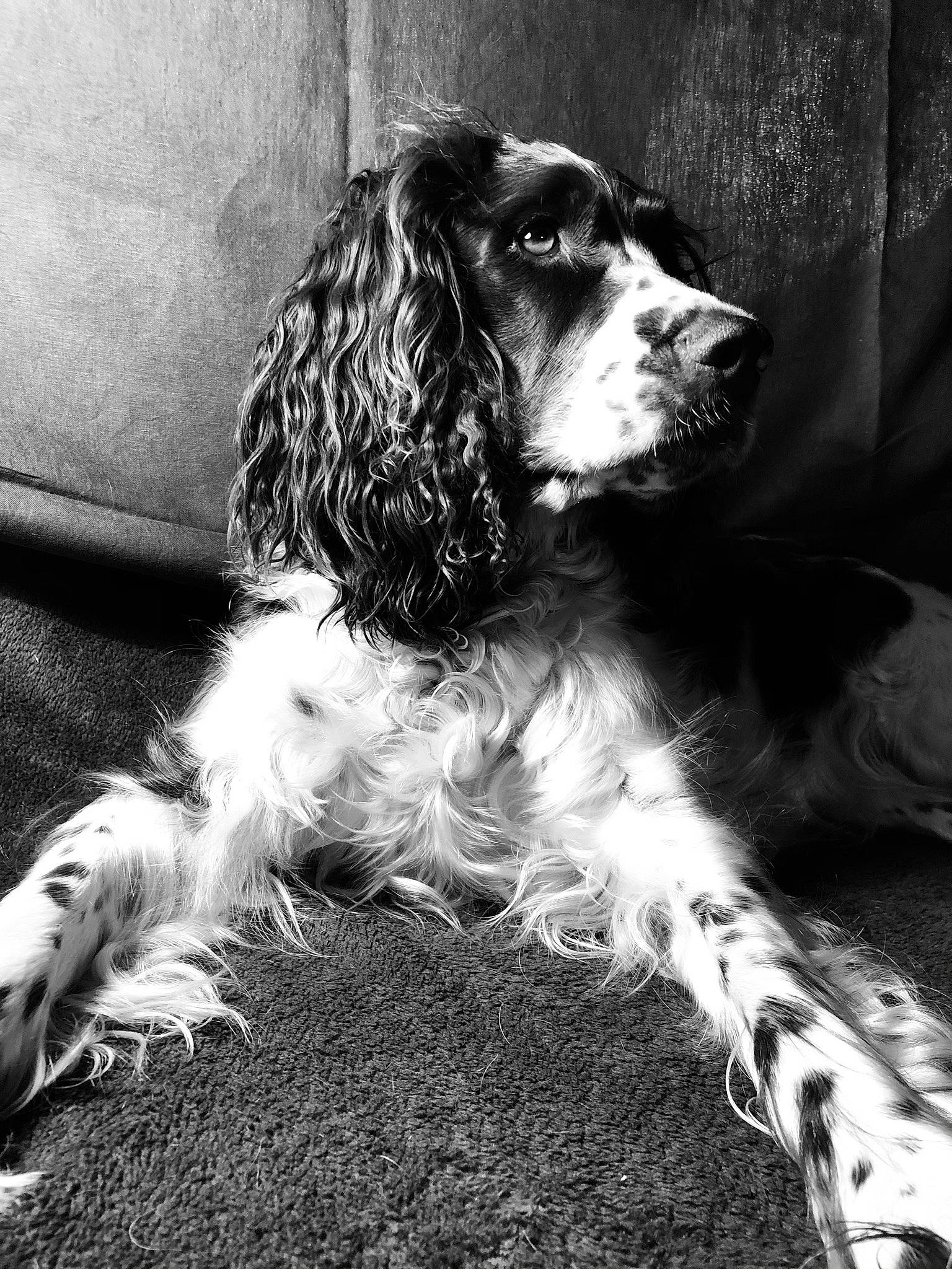 Nessie a rejoint le concours — aidez-le/la à gagner de superbes lots ! black, bored, canidae, carnivore, cocker_spaniel, companion_dog, dog, dog_breed, fur, gun_dog, liver, monochrome, monochrome_photography, snout, spaniel, sporting_group, style, water_dog, working_animal, working_dog