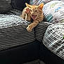cat, orange_tabby, paw, stretching, couch, corner, pillow, cartoon_pattern, indoor, pet, fur, whiskers, mouth_open, relaxed, home, cozy, furniture, tabby_cat, cute, animal