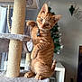 Dexter is registered to the contest to win money with this photo: cat, kitten, orange_tabby, cat_tree, indoor, pet, playful, curious, feline, holiday_decor, christmas_tree, plush, cute, domestic_cat, whiskers, ears, paws, collar, bell, home