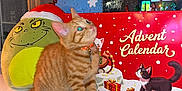Dexter is registered to the contest to win money with this photo: kitten, cat, orange_tabby, plush_toy, grinch, santa_hat, advent_calendar, holiday_decor, window, rain_drops, collar, bell, sitting, indoor, cute, festive, christmas, red, white, illustration