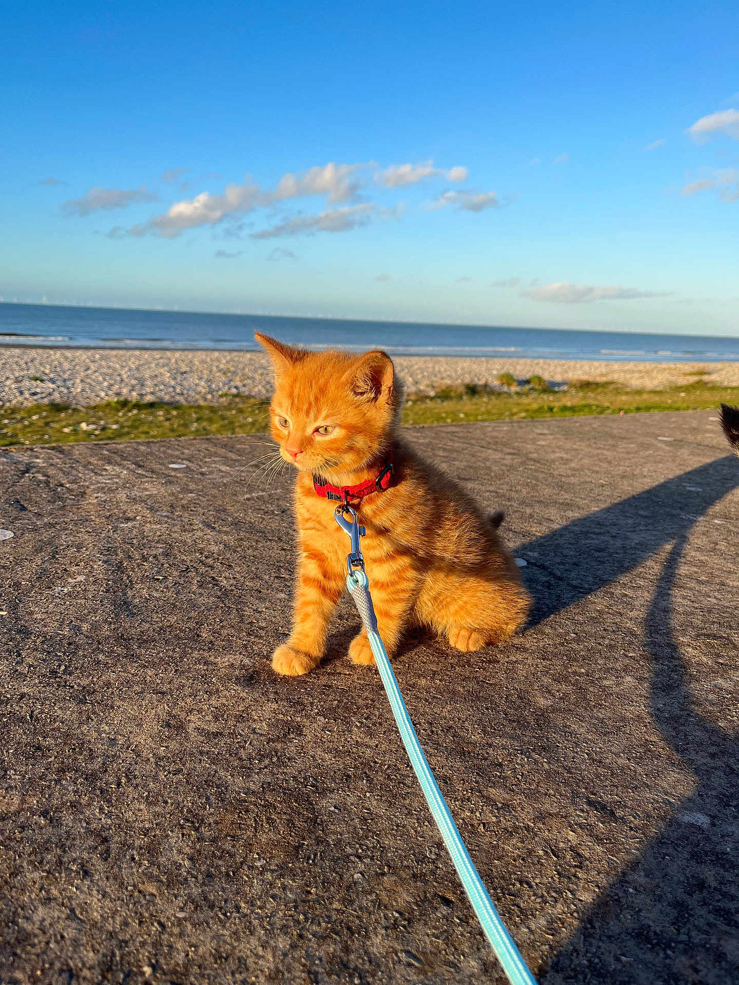 Dexter joined the competition — help win amazing prizes! kitten, cat, orange_cat, leash, collar, concrete, beach, ocean, sky, clouds, sunlight, shadow, outdoor, pet, animal, young_cat, nature, daytime, seaside, cute