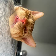 Dex is registered to the contest to win money with this photo: cat, ginger_cat, close_up, pet, feline, whiskers, ears, soft_texture, fluffy, indoor, animal, cute, curious, mouth_open, fur, portrait, relaxed, domestic_cat, light, background_blur