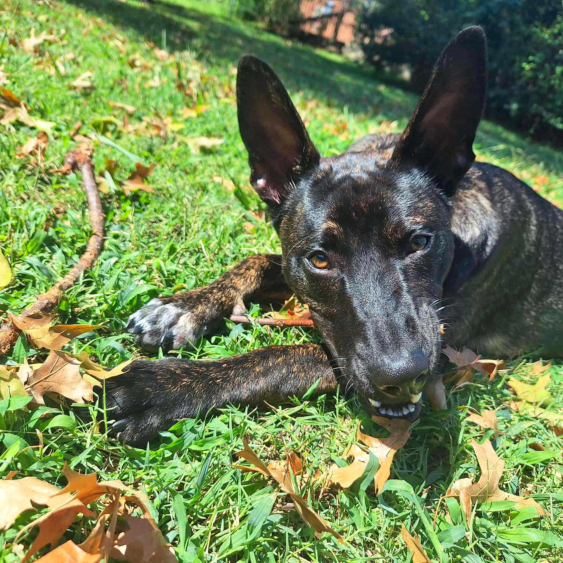 Fish is registered to the contest to win money with this photo: dog, brindle, grass, outdoor, leaf, chewing, pet, animal, nature, sunlight, ears, paw, closeup, daylight, canine, playful, relaxed, greenery, summer, park