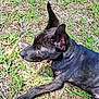 Fish joined the competition — help win amazing prizes! dog, brindle, lying, grass, outdoor, nature, pet, canine, relaxed, sunlight, animal, fur, ears, paw, collar, ground, leaf, quiet, peaceful, resting